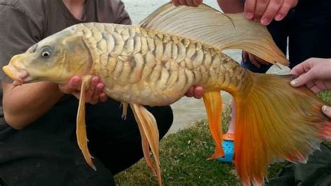 red carp fish|18 Types of Carp Species Explained .